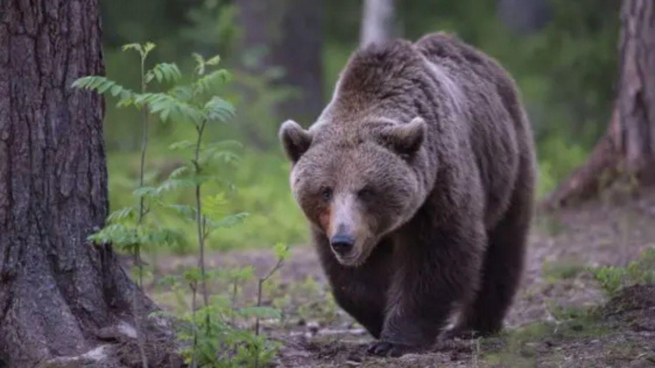 ucciso da un orso in romania